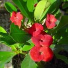 ONE 14" RED CROWN OF THORNS PLANT Euphorbia Splendens 4" STARTER ONE 14" RED CROWN OF THORNS PLANT Euphorbia Splendens 4" STARTER