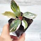 Philodendron Marble Galaxy Pink Princess rare live house plant - in 3" pot