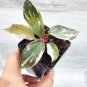 Philodendron Marble Galaxy Pink Princess rare live house plant - in 3" pot