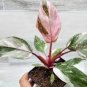 Philodendron Marble Galaxy Pink Princess rare live house plant - in 3" pot