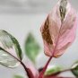 Philodendron Marble Galaxy Pink Princess rare live house plant - in 3" pot