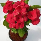 ONE 16" RED CROWN OF THORNS PLANT Euphorbia Splendens 4" STARTER ONE 16" RED CROWN OF THORNS PLANT Euphorbia Splendens 4" STARTER