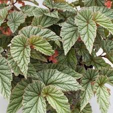 HOUSEPLANT Frosty Angel Wing Begonia - 4 Rooted Cuttings - 6" - Ready to Plant