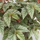 HOUSEPLANT Frosty Angel Wing Begonia - 4 Rooted Cuttings - 6" - Ready to Plant