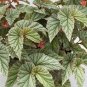 HOUSEPLANT Frosty Angel Wing Begonia - 4 Rooted Cuttings - 6" - Ready to Plant