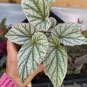 HOUSEPLANT Frosty Angel Wing Begonia - 4 Rooted Cuttings - 6" - Ready to Plant