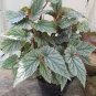 HOUSEPLANT Frosty Angel Wing Begonia - 4 Rooted Cuttings - 6" - Ready to Plant