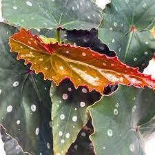 Harmony Foliage Harmony's Dark Side of The Moon Angel Wing Begonia 6 inch