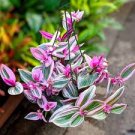 Pink Tradescantia Nanouk Live Plant (Wandering Jew) Indoor House Plant // 2" Pot Pink Tradescantia Nanouk Live Plant (Wandering Jew) Indoor House Plant // 2" Pot