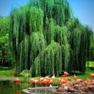 2 Golden Weeping Willow Trees - Ready to Plant - Live Plants - Beautiful Arching