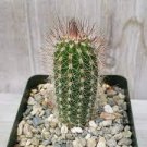 Echinopsis mirabilis - Rare Succulent Well Rooted Plant - 2.5" pot Echinopsis mirabilis - Rare Succulent Well Rooted Plant - 2.5" pot