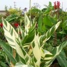 Canna Lily 1 Stuttgart Variegated Large Rhizome Green & Ivory Striped Canna Lily