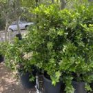 Privet Bush/Hedges - 18” 3-Pack Tall Bareroot Plants - Ligustrum x ibolium