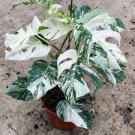 Variegated Monstera Albo - Extra White High Variegation Cuttings & Rooted Plants Variegated Monstera Albo - Extra White High Variegation Cuttings & Rooted Plants