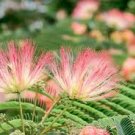 12 Pink Mimosa Fresh Tree Cuttings, Unrooted Silk Tree Flowers/Pollinators 12 Pink Mimosa Fresh Tree Cuttings, Unrooted Silk Tree Flowers/Pollinators