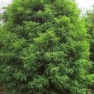 8+ Bald cypress cuttings- Tree Clones ready to root, craft, or graft! Ships free 8+ Bald cypress cuttings- Tree Clones ready to root, craft, or graft! Ships free