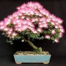 Mimosa Tree Seeds (Albizia julibrissin) Persian Pink Silk Flower Plant Bonsai Mimosa Tree Seeds (Albizia julibrissin) Persian Pink Silk Flower Plant Bonsai