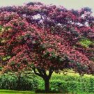 8+ Live mimosa Tree Cuttings: START GROWING YOUR OWN TREES FROM HOME!!
