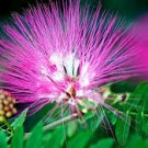Pink Fairy Duster Tree Seeds Mesquitella eriophylla Flowering Mimosa Plant RARE Pink Fairy Duster Tree Seeds Mesquitella eriophylla Flowering Mimosa Plant RARE