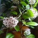 2 Plants Very Rare Hoya sp aff Carnosa Taiwan Plant White Fragrant Flowers