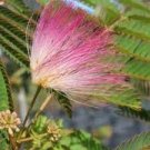 (lot of 10) Pink Mimosa Fresh Tree Cuttings, Unrooted Cuttings 7-8" honey bees (lot of 10) Pink Mimosa Fresh Tree Cuttings, Unrooted Cuttings 7-8" honey bees