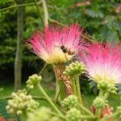 Mimosa Tree Seeds (Albizia julibrissin) Persian Pink Silk Flower Plant Bonsai Mimosa Tree Seeds (Albizia julibrissin) Persian Pink Silk Flower Plant Bonsai