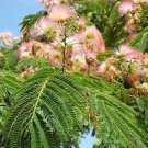 New Mimosa Silk Tree, Albizia julibrissin, 30 Seeds (Fast, Hardy, Fragrant) New Mimosa Silk Tree, Albizia julibrissin, 30 Seeds (Fast, Hardy, Fragrant)