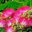 Mimosa Tree Seeds (Albizia julibrissin) Persian Pink Silk Flower Plant Bonsai Mimosa Tree Seeds (Albizia julibrissin) Persian Pink Silk Flower Plant Bonsai