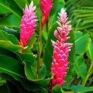 Red & Pink Mix Color Ginger Rhizomes Flower Live Plants Alpinia Purpurata X6 Red & Pink Mix Color Ginger Rhizomes Flower Live Plants Alpinia Purpurata X6