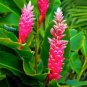 Red & Pink Mix Color Ginger Rhizomes Flower Live Plants Alpinia Purpurata X6