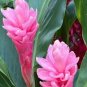 Red & Pink Mix Color Ginger Rhizomes Flower Live Plants Alpinia Purpurata X6