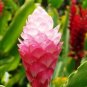 Red & Pink Mix Color Ginger Rhizomes Flower Live Plants Alpinia Purpurata X6