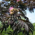 10 Summer Chocolate Mimosa Tree Seeds Silk Tree Albizia julibrissin Seed 162