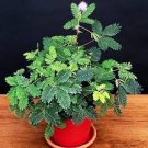 Dwarf (Mimosa pudica) "Sensitive Plant" Tropical Houseplant Flower Tree Seeds Dwarf (Mimosa pudica) "Sensitive Plant" Tropical Houseplant Flower Tree Seeds