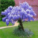 5 Chinese Blue Wisteria sinensis Tree Seeds Fast Climber Flower Vine Hardy Plant 5 Chinese Blue Wisteria sinensis Tree Seeds Fast Climber Flower Vine Hardy Plant