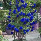 20 SEEDS for Blue RARE CLIMBER climbing Rose flower exotic plant USA Seller 20 SEEDS for Blue RARE CLIMBER climbing Rose flower exotic plant USA Seller