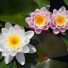 35 Pcs Bonsai Lotus Seeds for Planting Bowl Lotus Seeds, Water Lily Flower Plant 35 Pcs Bonsai Lotus Seeds for Planting Bowl Lotus Seeds, Water Lily Flower Plant