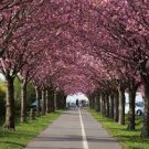Japanese Flowering Cherry, Prunus serrulata, Tree Seeds (Showy, Hardy, Edible)