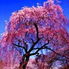 Japanese "WEEPING SAKURA" Cherry Blossom Flower Tree Seeds (pendula) Fast Hardy Japanese "WEEPING SAKURA" Cherry Blossom Flower Tree Seeds (pendula) Fast Hardy