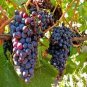 20 WINE GRAPE SEEDS (Vitis vinifera) Vine Tree Fast Hardy Garden Fruit Plant