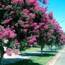 CRAPE MYRTLE TREE SEEDS Crepe (Lagerstroemia Indica) Fast Lilac Flower Plant CRAPE MYRTLE TREE SEEDS Crepe (Lagerstroemia Indica) Fast Lilac Flower Plant