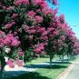 CRAPE MYRTLE TREE SEEDS Crepe (Lagerstroemia Indica) Fast Lilac Flower Plant