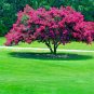 CRAPE MYRTLE TREE SEEDS Crepe (Lagerstroemia Indica) Fast Lilac Flower Plant