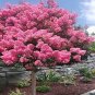 CRAPE MYRTLE TREE SEEDS Crepe (Lagerstroemia Indica) Fast Lilac Flower Plant