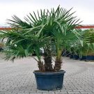 10 WINDMILL FAN PALM Tree Seeds Trachycarpus Fortunei MOST COLD HARDY Palm Plant 10 WINDMILL FAN PALM Tree Seeds Trachycarpus Fortunei MOST COLD HARDY Palm Plant