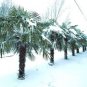 10 WINDMILL FAN PALM Tree Seeds Trachycarpus Fortunei MOST COLD HARDY Palm Plant
