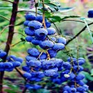 BLUEBERRY TREE SEEDS New Jersey Southern Highbush Cold Hardy Garden Fruit Plant BLUEBERRY TREE SEEDS New Jersey Southern Highbush Cold Hardy Garden Fruit Plant