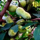 PAW PAW FRUIT TREE SEEDS (Asimina Triloba) INDIAN BANANA Hardy Plant PAW PAW FRUIT TREE SEEDS (Asimina Triloba) INDIAN BANANA Hardy Plant