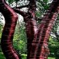 Tibetan Paper Birchbark Cherry Tree Seeds Prunus serrula Hardy Shiny Bark Plant