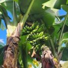 10 "DWARF" Cavendish BANANA Tree Seeds Musa acuminata Hardy Tropical Fruit Plant 10 "DWARF" Cavendish BANANA Tree Seeds Musa acuminata Hardy Tropical Fruit Plant